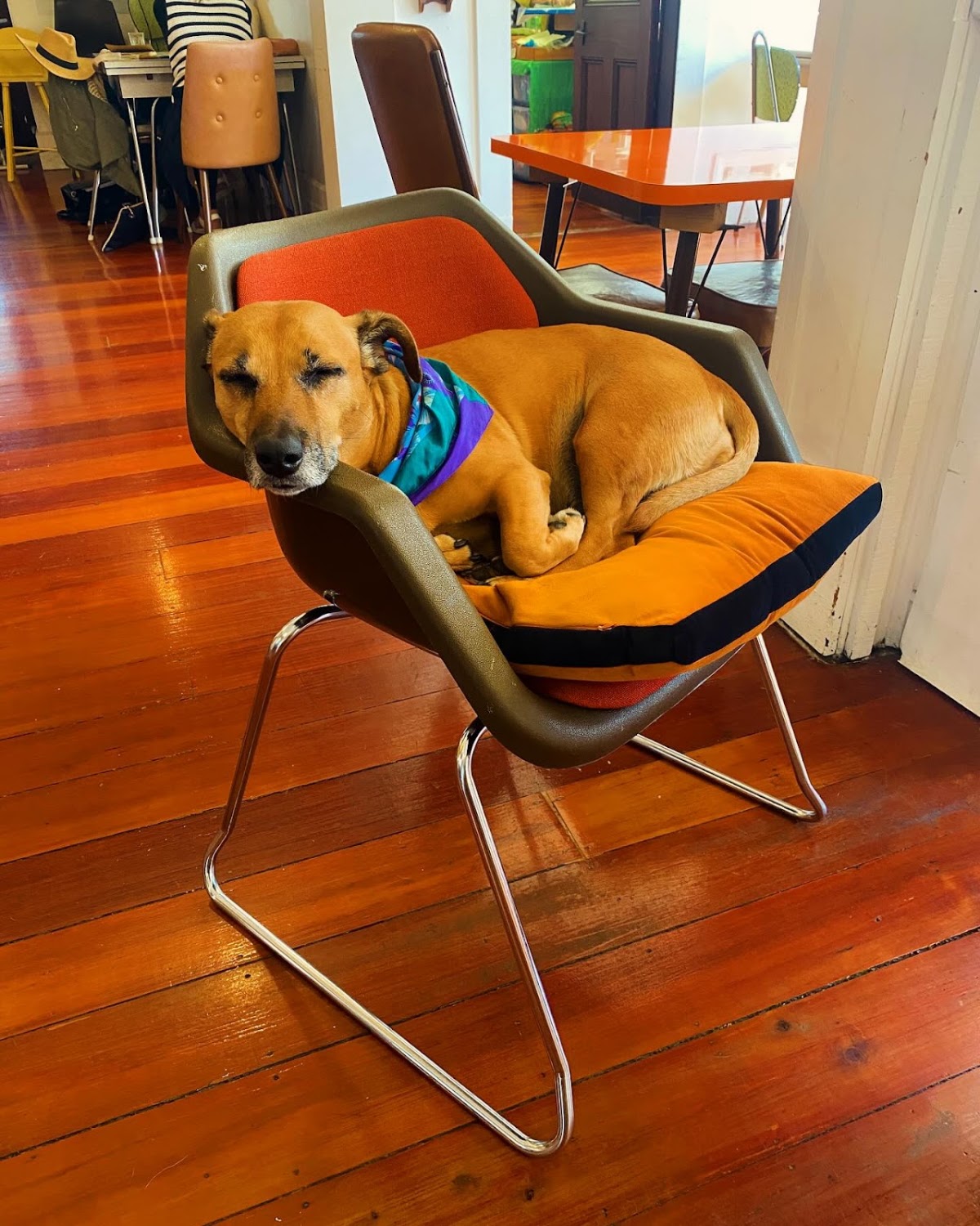 The cafe dog asleep on a retro chair